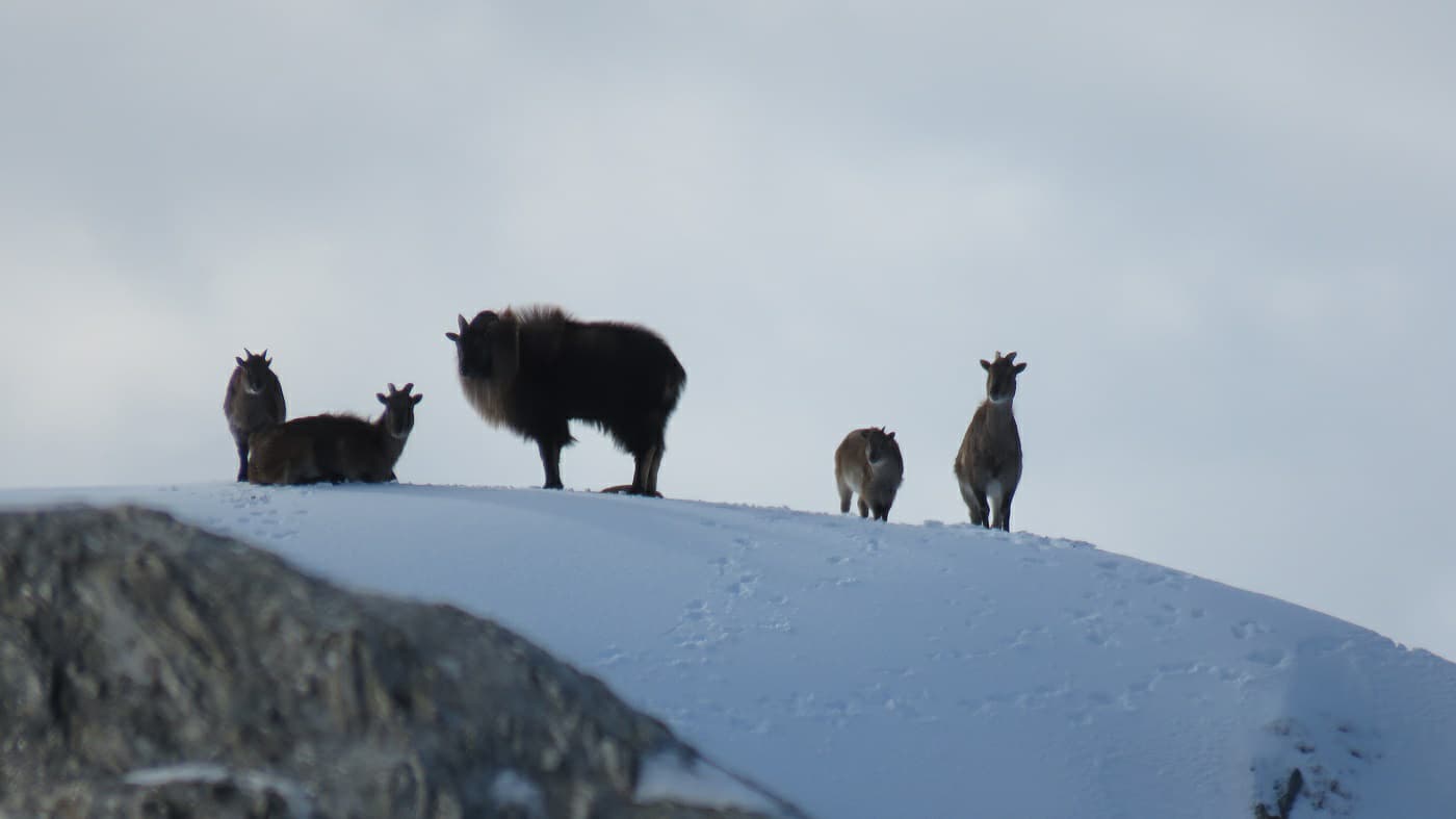 tahr standing on a ridge a shaun monk image