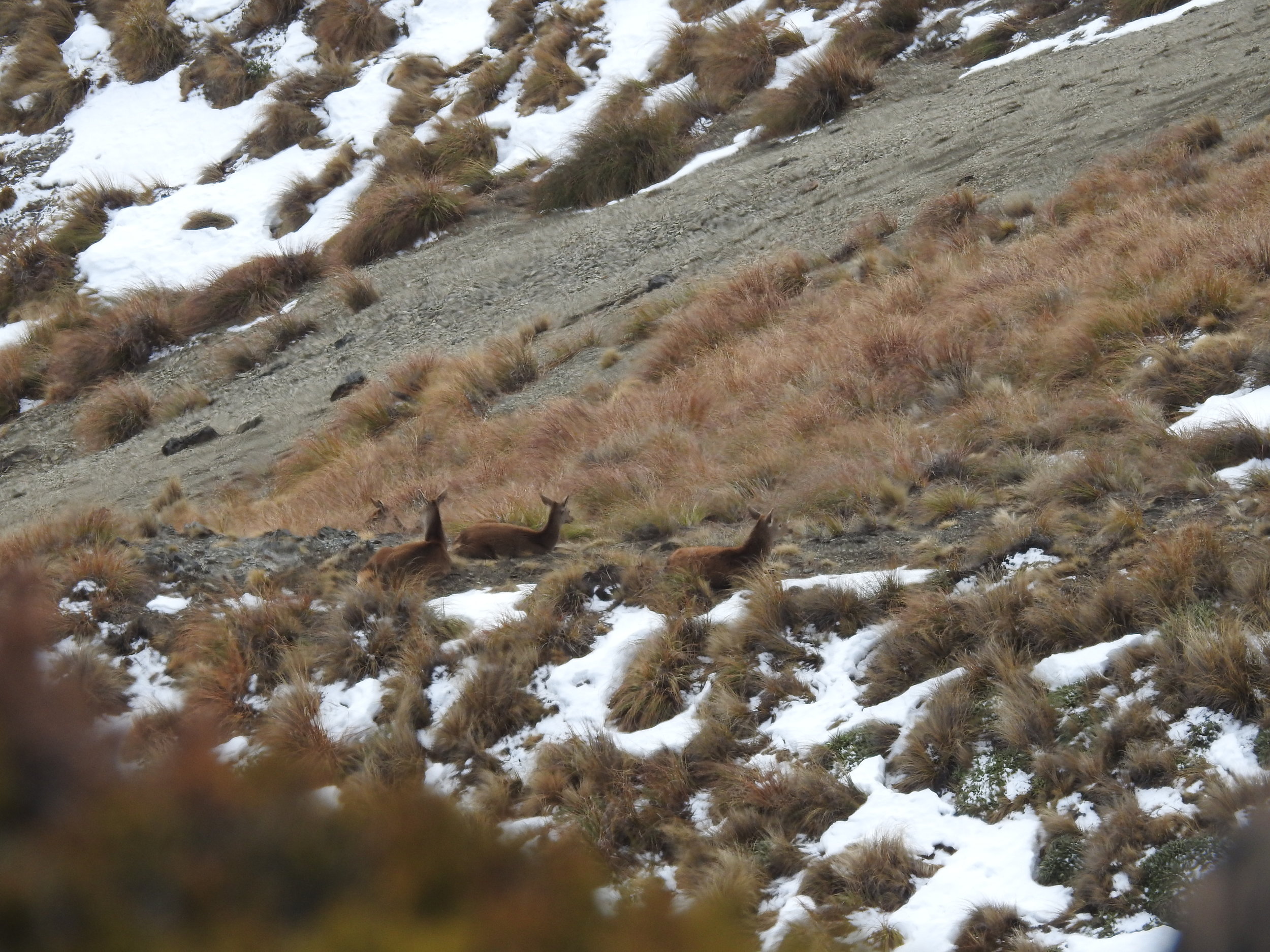 deer bedded down