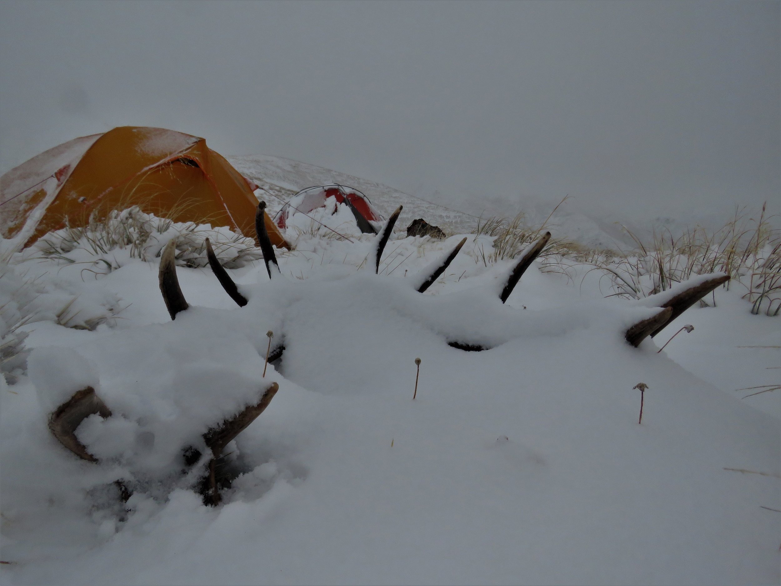 antlers lying in the new snow