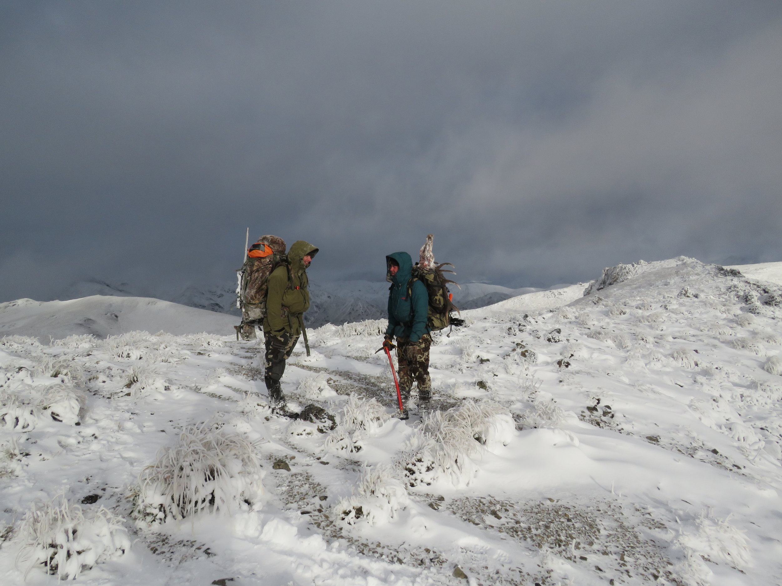 packing out the stags