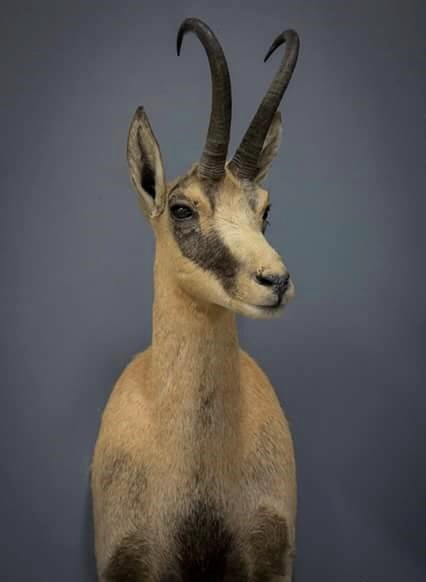  Awesome example of a 10”+ buck, taken by Ewan Black and mounted by  Mountain Edge Taxidermy  