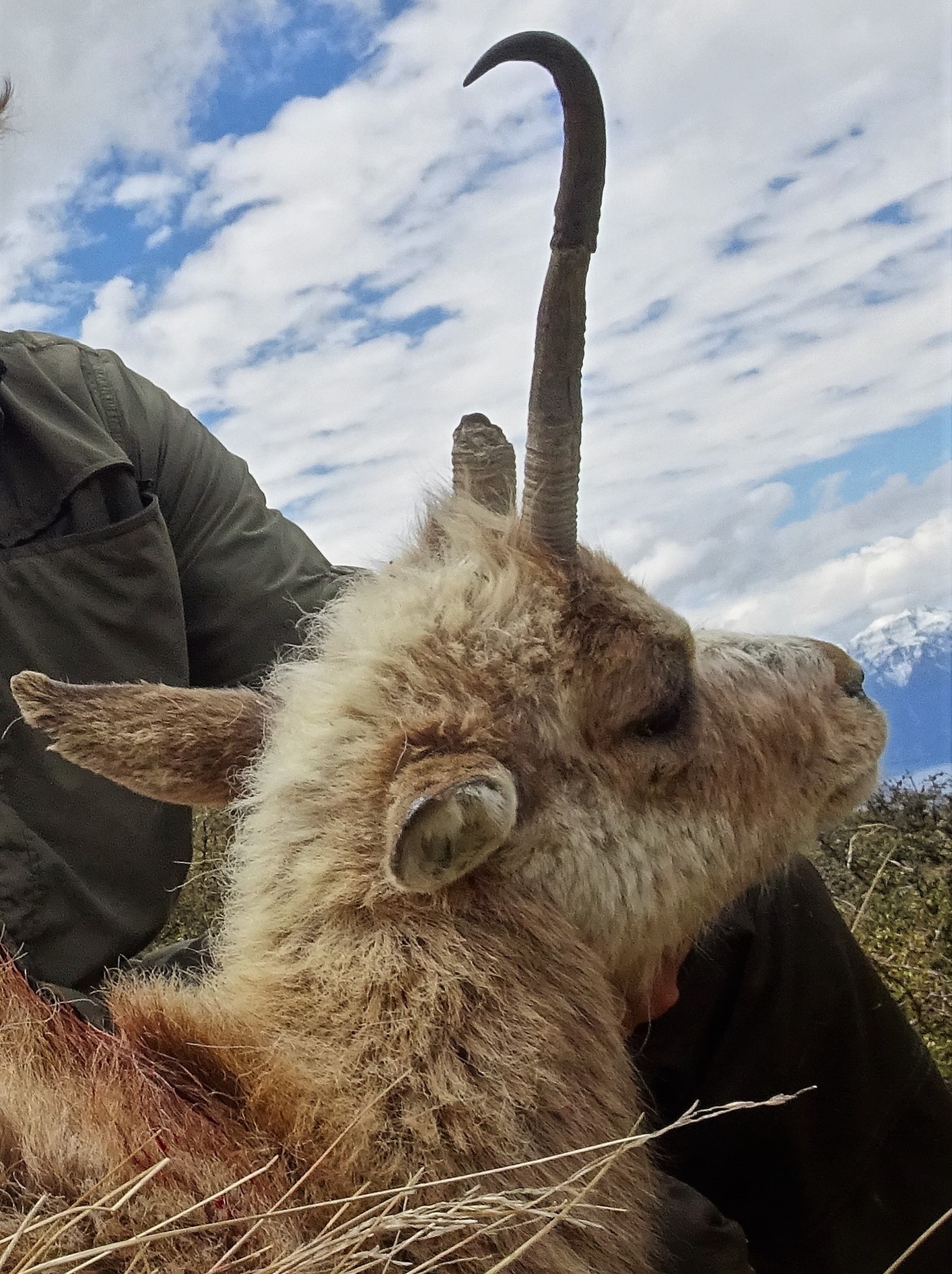  This is an absolute dinosaur of an old chamois doe, quite the character trophy. image @PointsSouth 