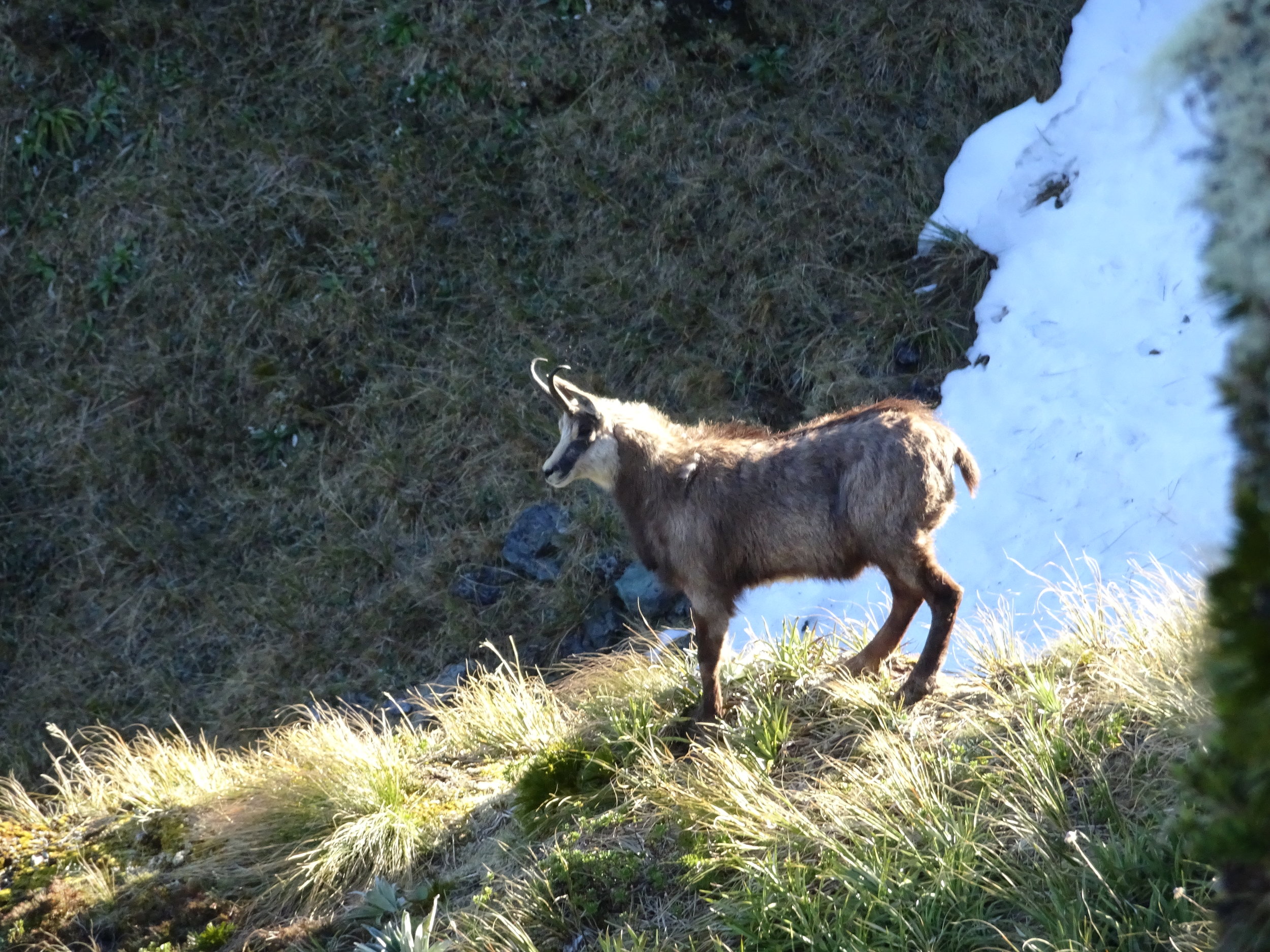   The photo that started the topic. This is an old female, and a good example of how easy it is to get it wrong. Upon first look with the end of season coat the dorsal hair is enhanced and she has a good hook to her horn. The give away is the lack of a visible pizzle against the snow background. She would most likely be heavily pregnant at this time of year and hence looks in good condition. image @ PointsSouth  