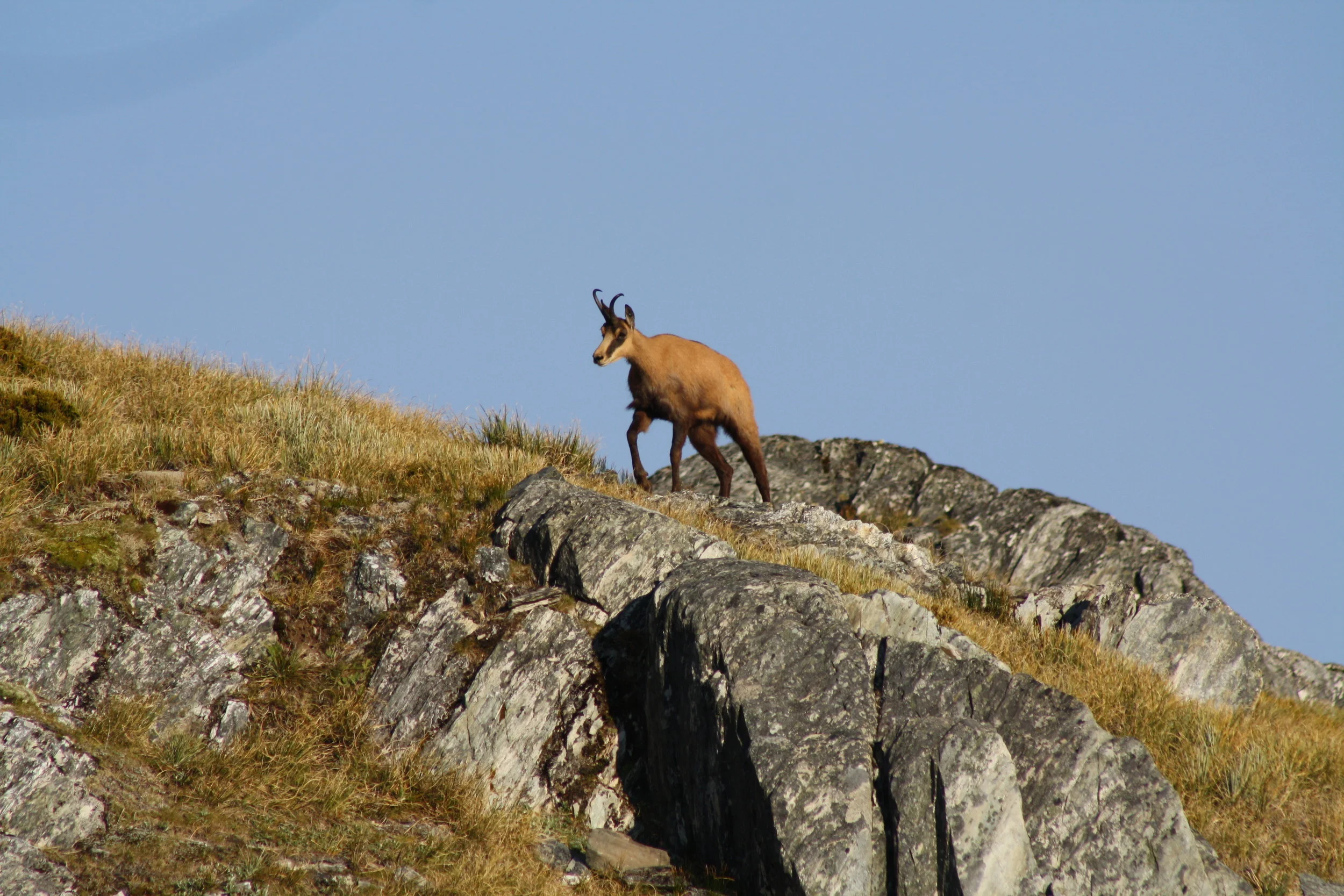  chamois buck walking a ridge Image @ Hugh Bagley 