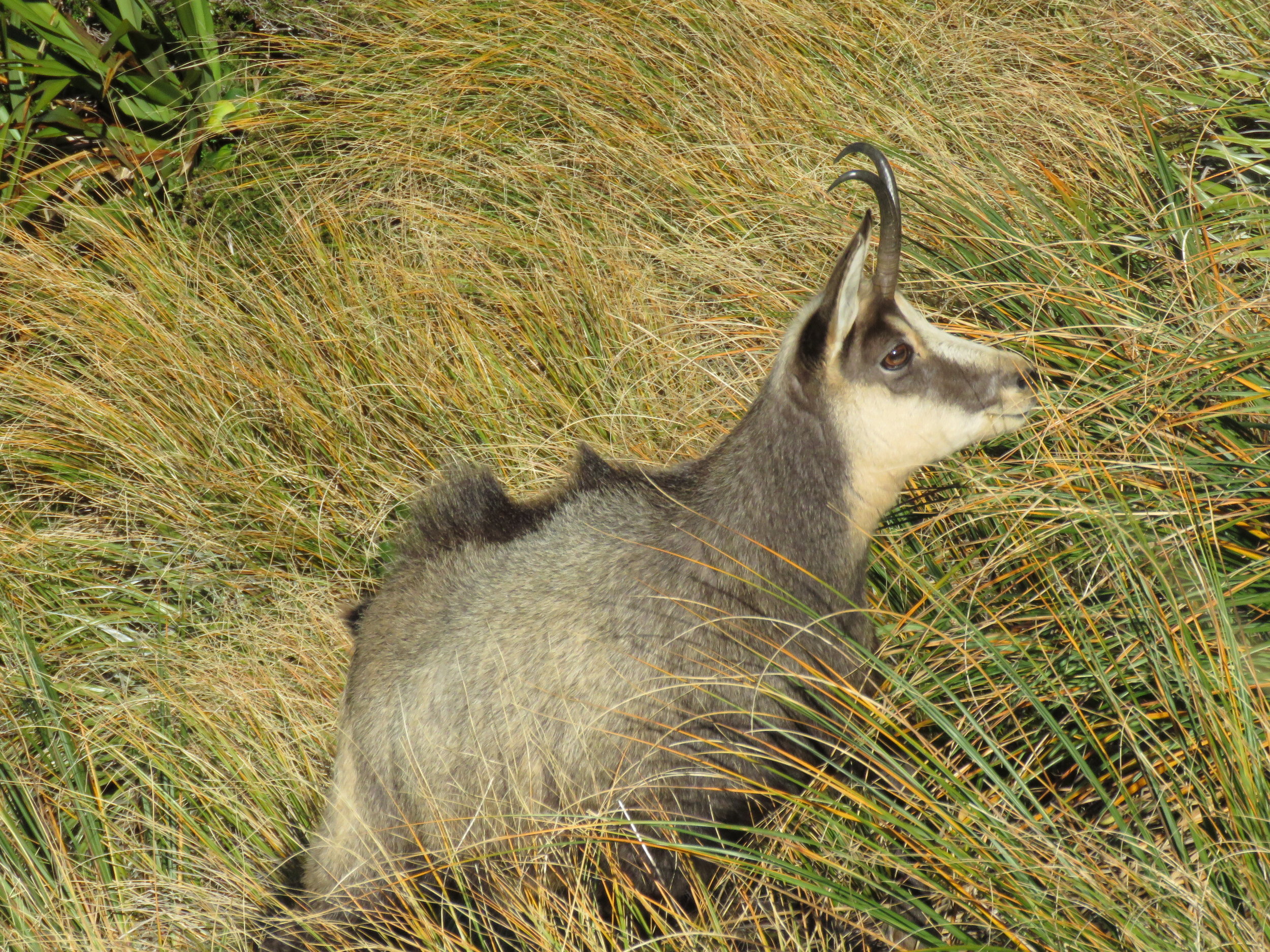This is a doe, but note how prominent the dorsal strip still is. Image @Shaun Monk