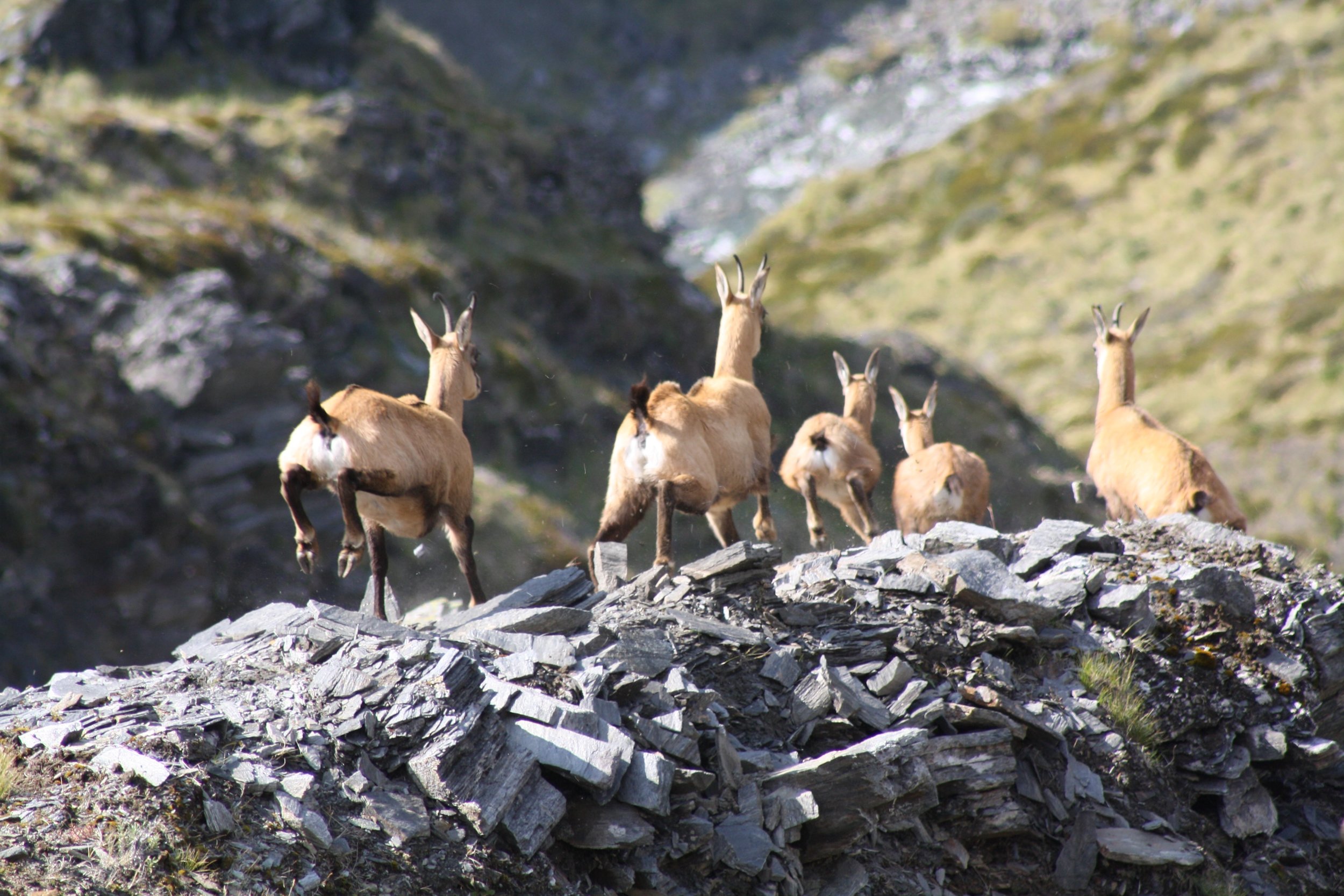 Fleeing chamois, no nuts here! Image @ Hugh Bagley