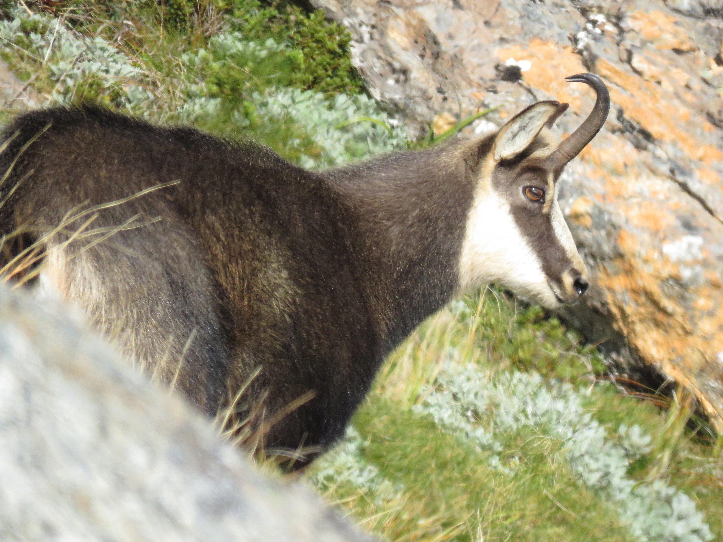 Chamois doe up close. Image @ Richie Williams