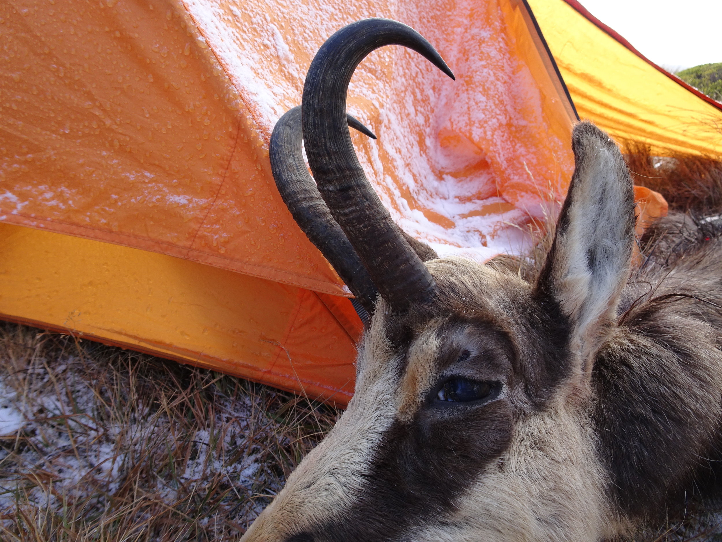  Chamois buck. Image @ PointsSouth 