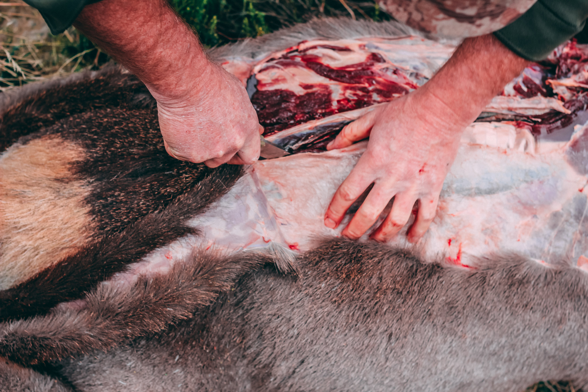  Leave strips of skin from along the back-steaks attached to the rump to make straps for your deer-bum backpack. 