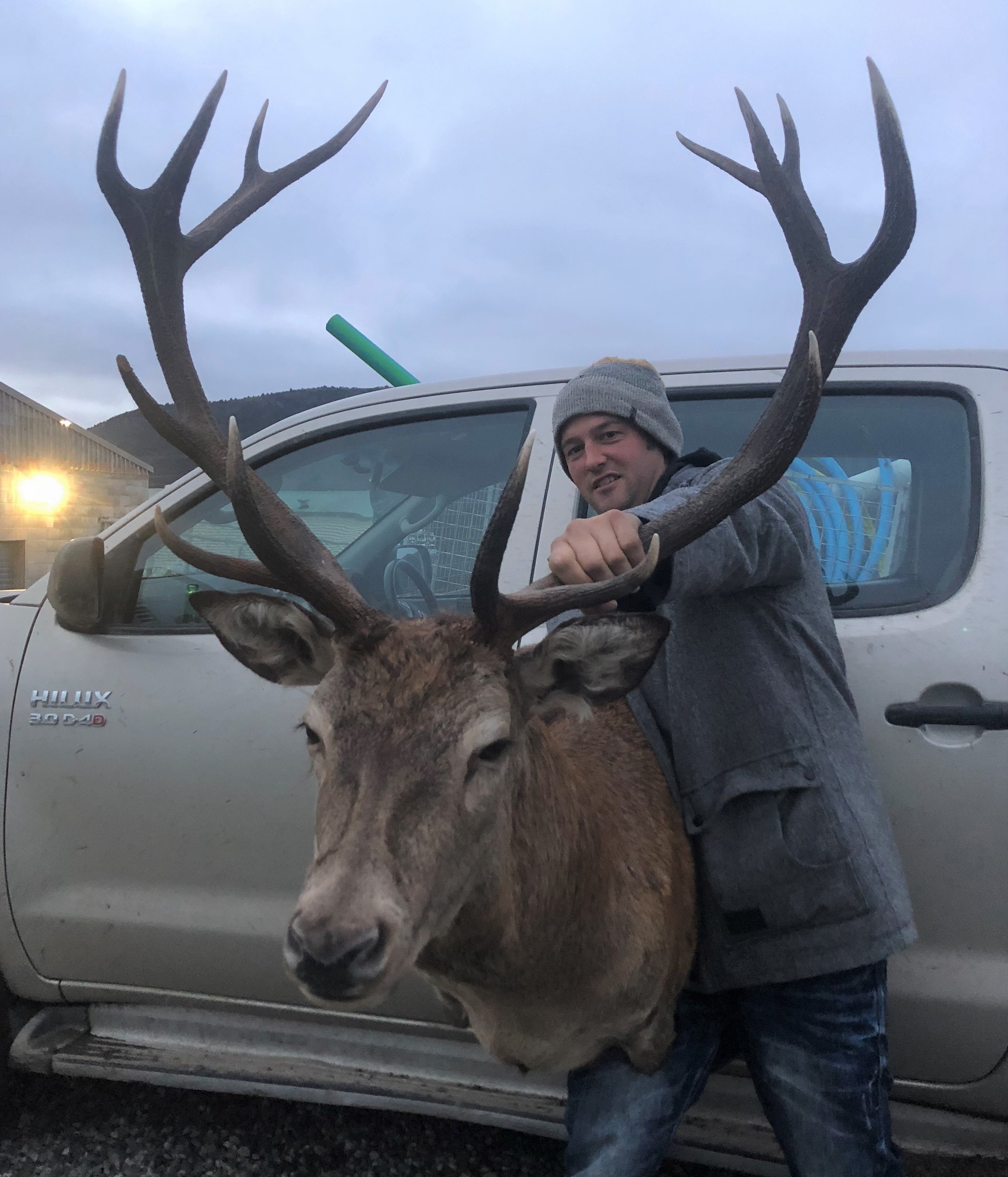 Wild New zealand red stag