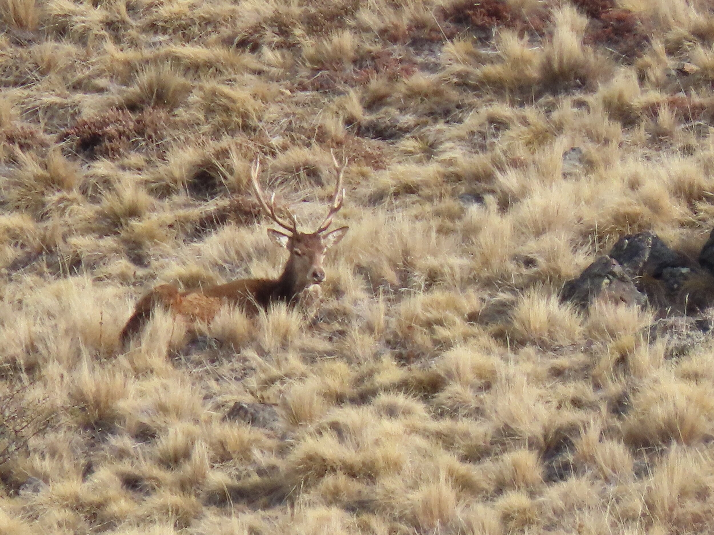 young stag bedded down