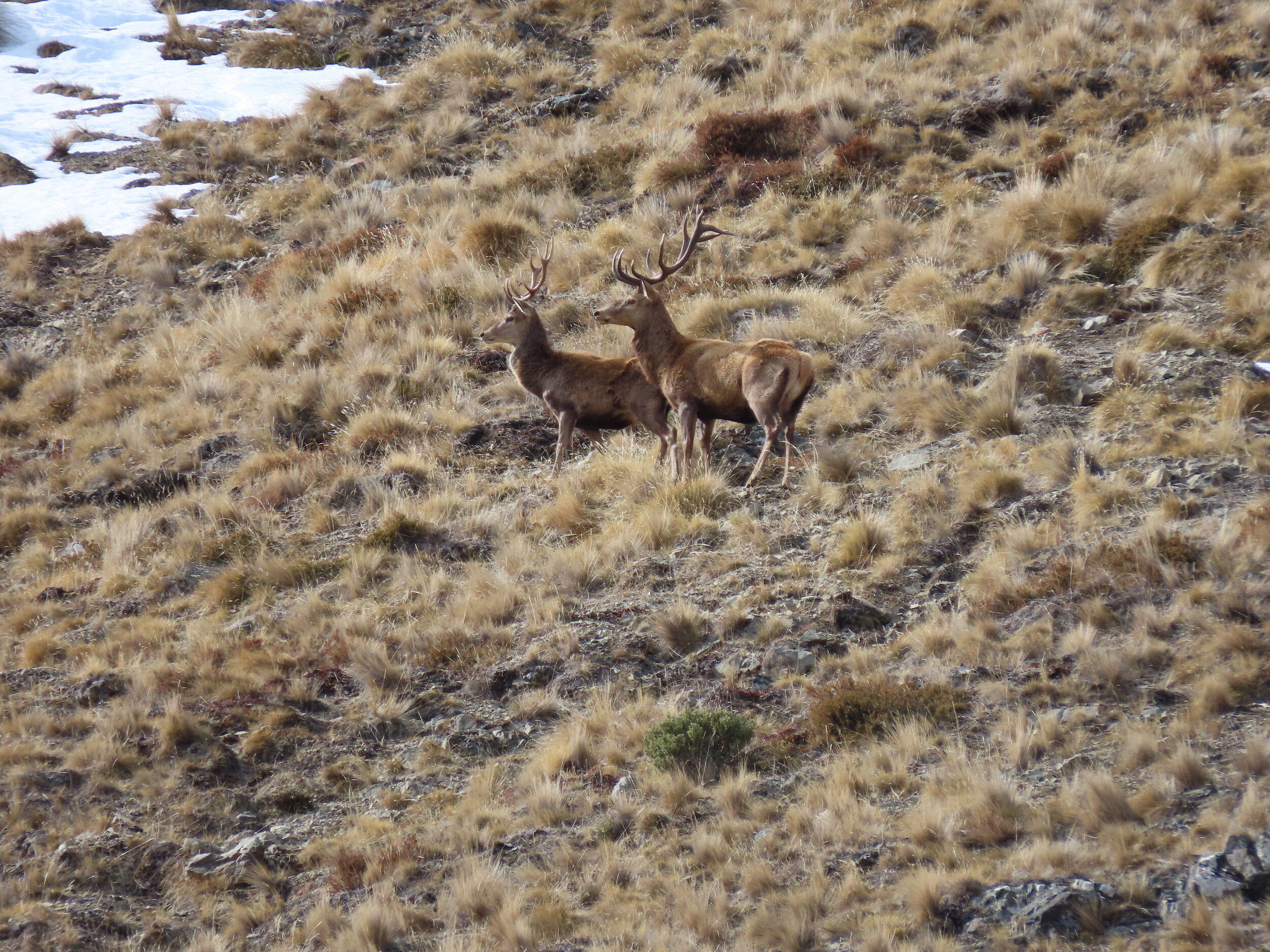 stags in the tussock