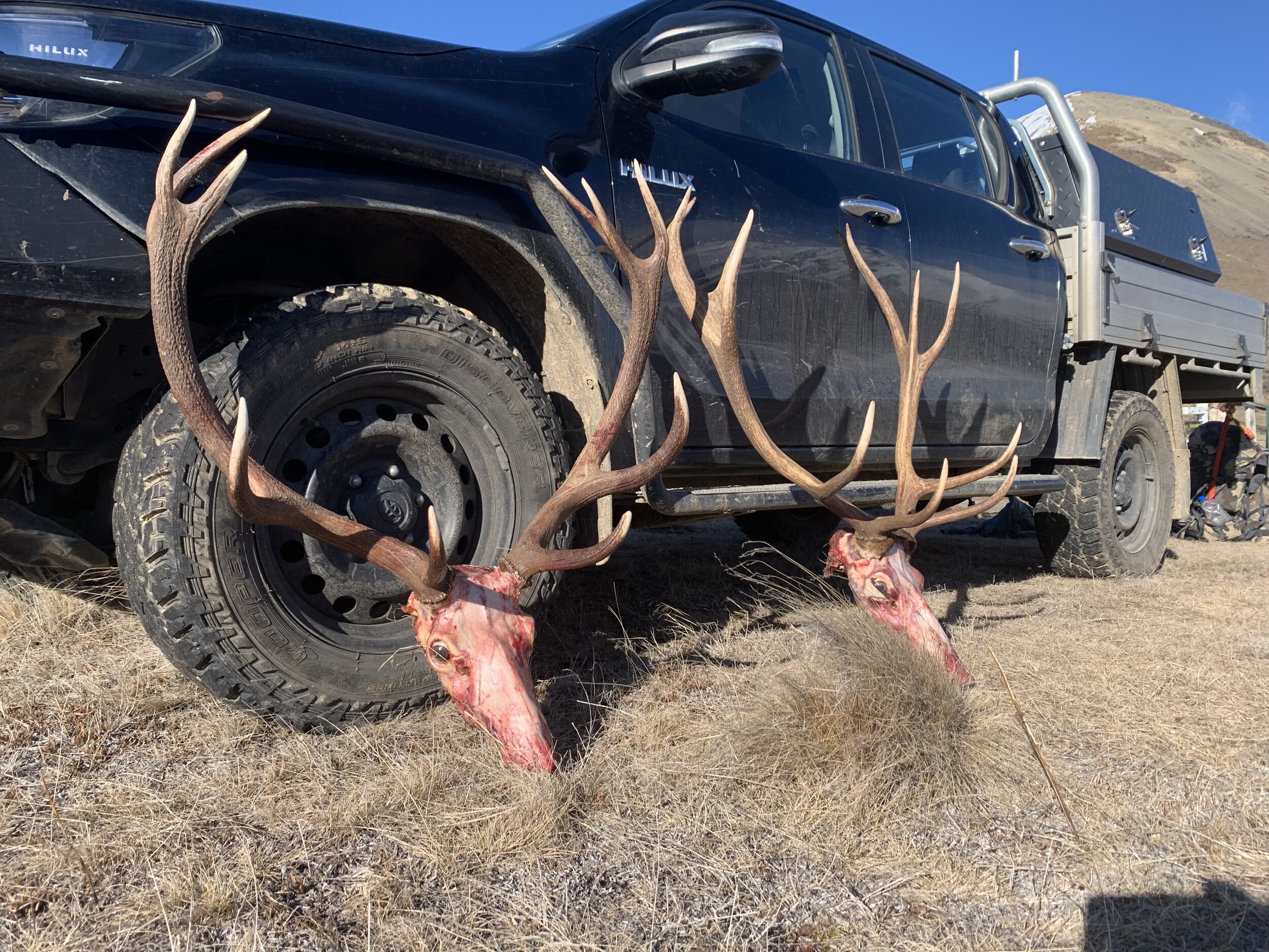 two stag heads leaning against a toyota hilux