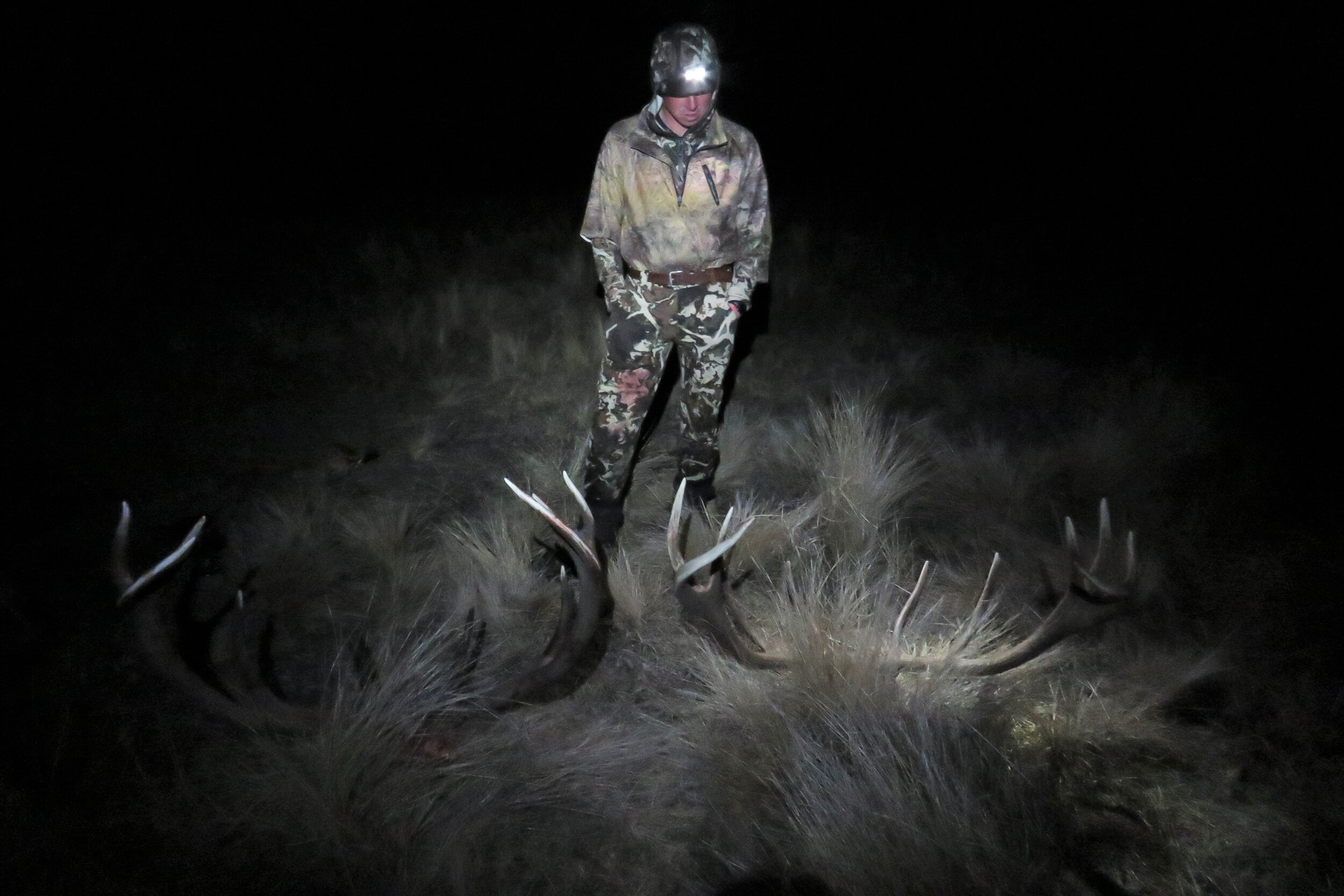 head torch on two wild red stags