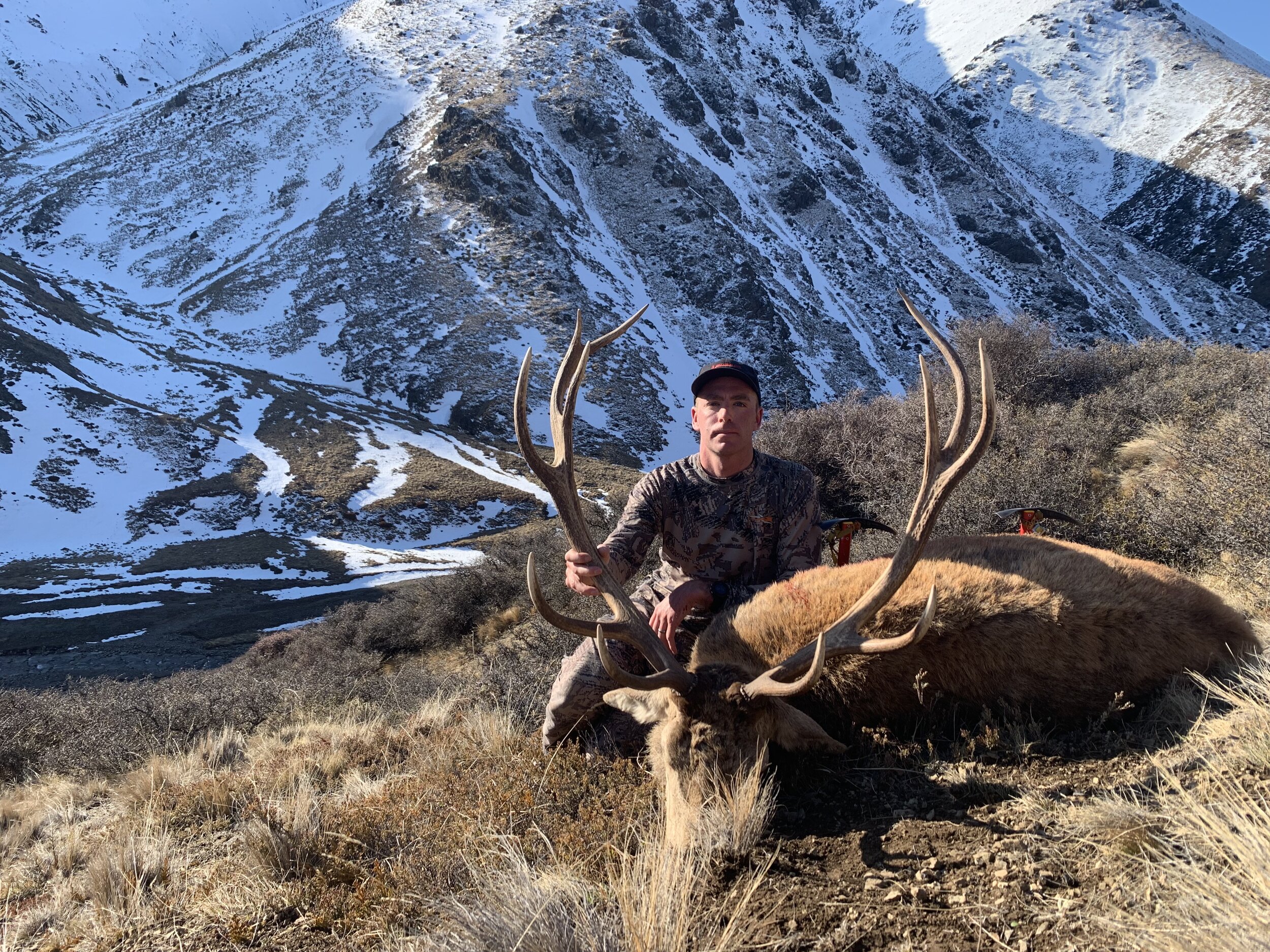 wild new zealand red stag in the snow