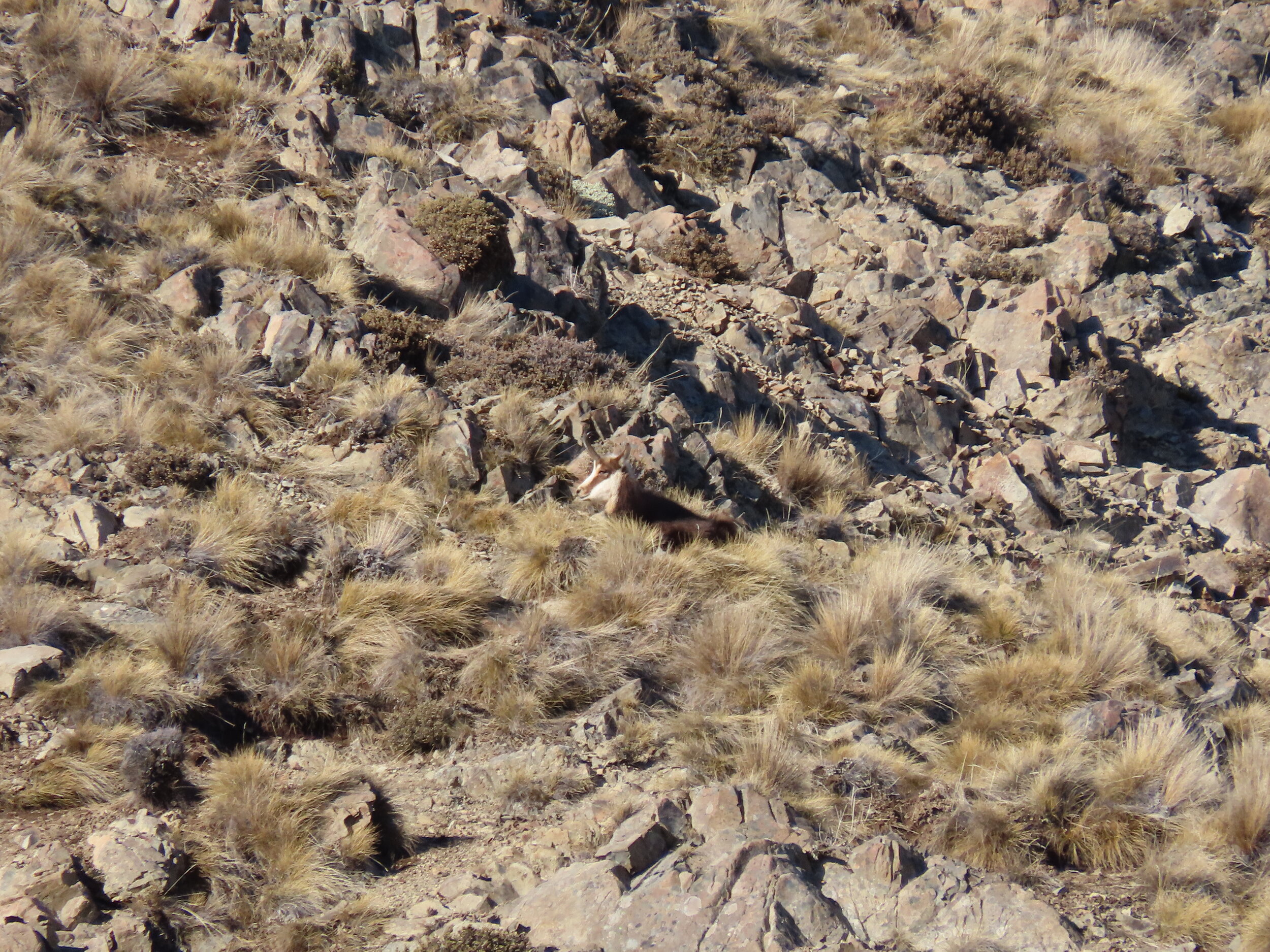 chamois buck lying in the tussock