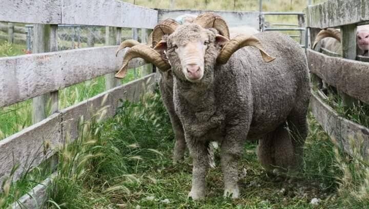 merino ram