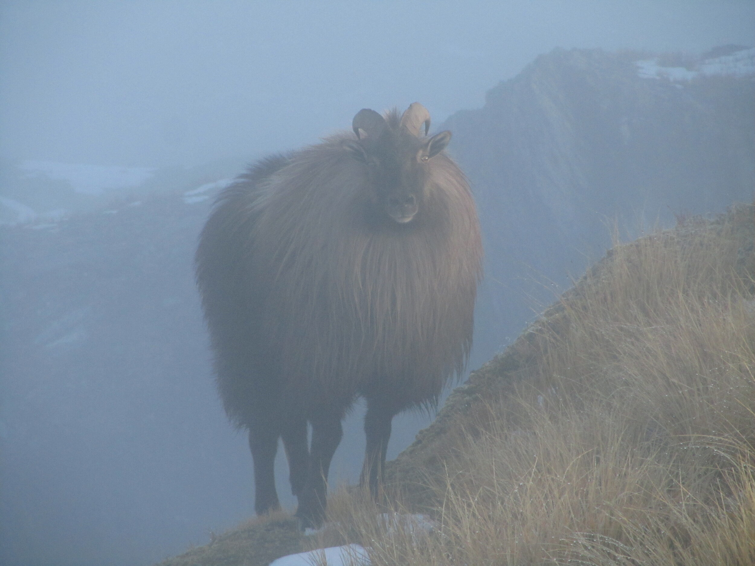  bull tahr standing on a ridge  Image @ Luke Potts 