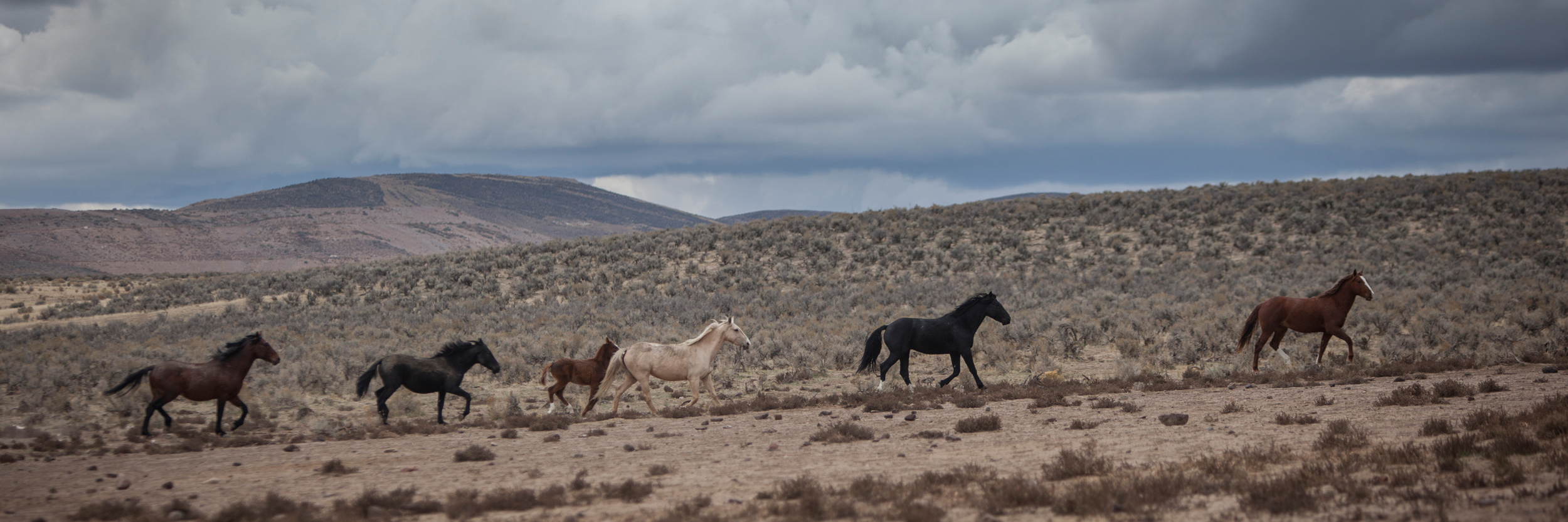 CowboyingTheSageBrushSea_WildHorses_IG.jpg