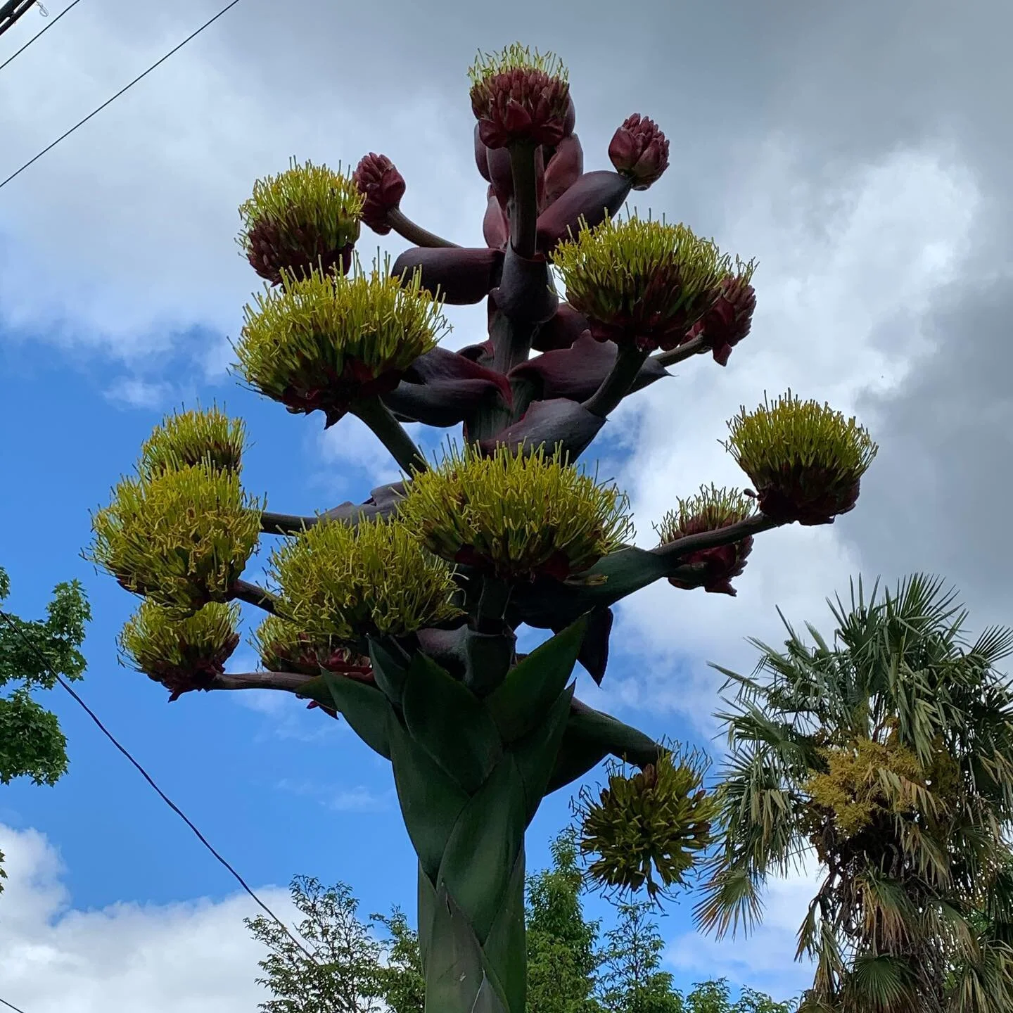 This is the agave bloom that was drawing such dangerously high crowds last week. It is beautiful and magnificent, but not worth dying for. If you were desperate to see it, I recommend the early mornings when there&rsquo;s virtually nobody there.