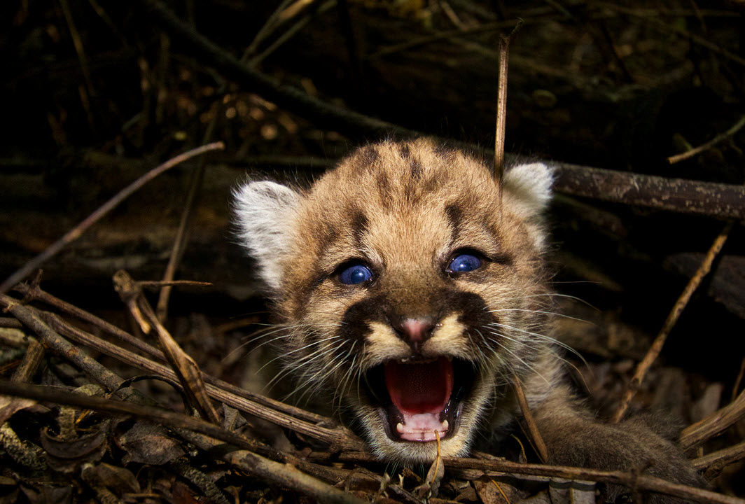 Mountain lion kitten, Santa Monica Mountains, photo NPS