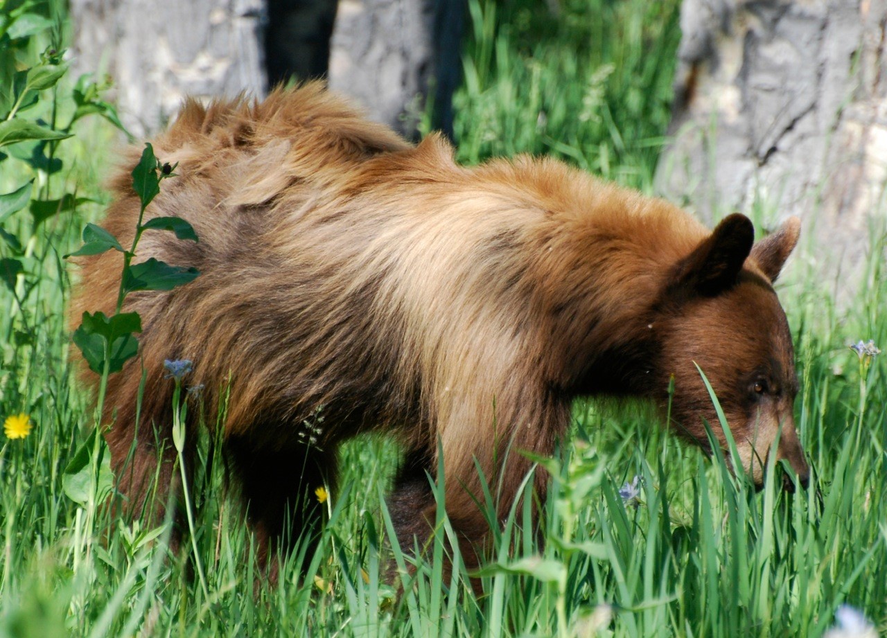 Black bear in Yellowstone National Park, photo Beth Pratt-Bergstrom