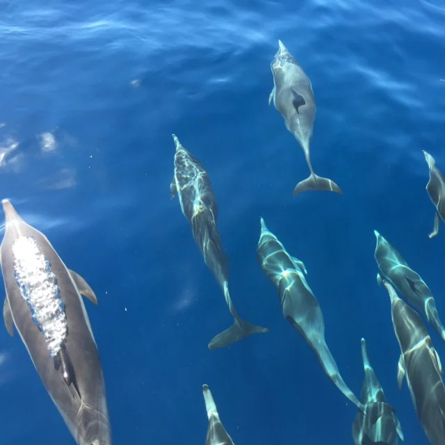 Long beaked common dolphins, Dana Point, Beth Pratt