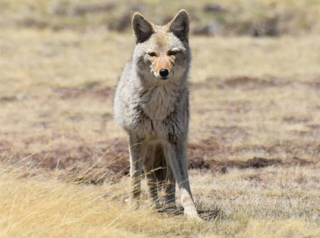 Coyote at Gaylor Lakes, Yosemite, photo Beth Pratt-Bergstrom