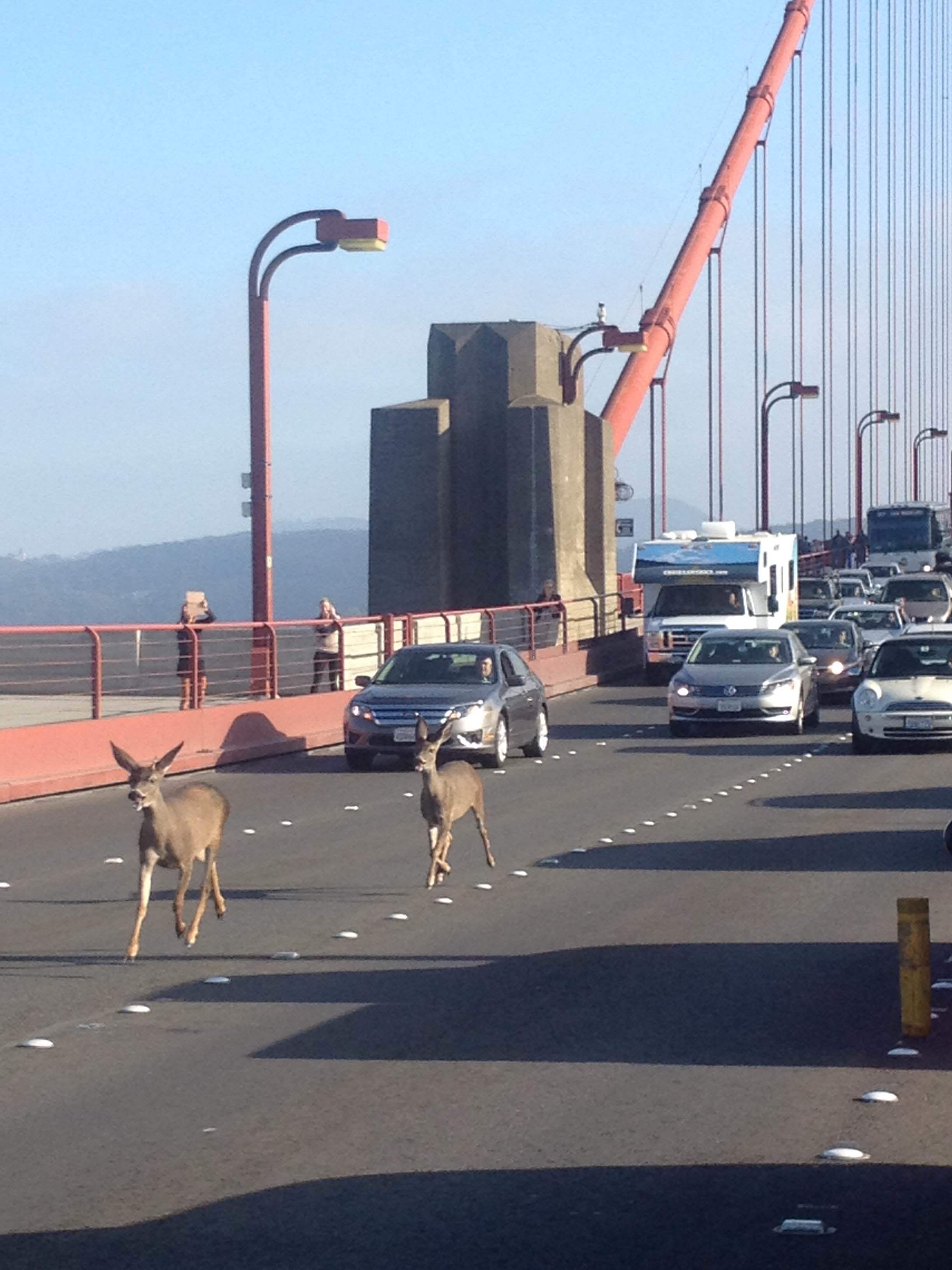 Deer on Golden Gate Bridge, photo Rebecca Abbey  (Copy)