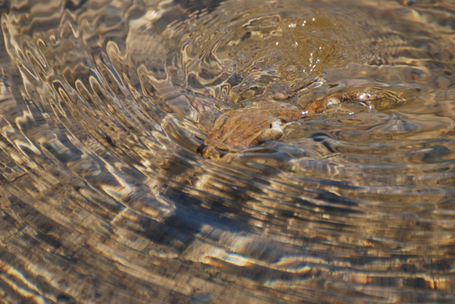 a yosemite toad dive.jpg.jpg