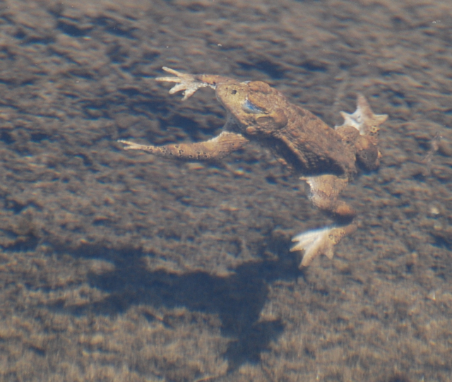 yosemite toad dive.jpg.jpg