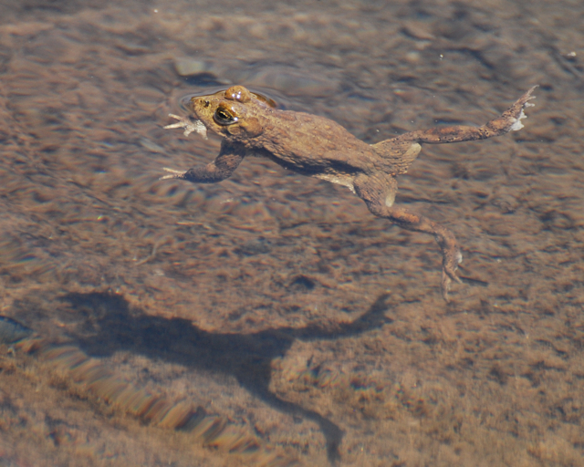 yosemite toad swim shadow2.jpg.jpg