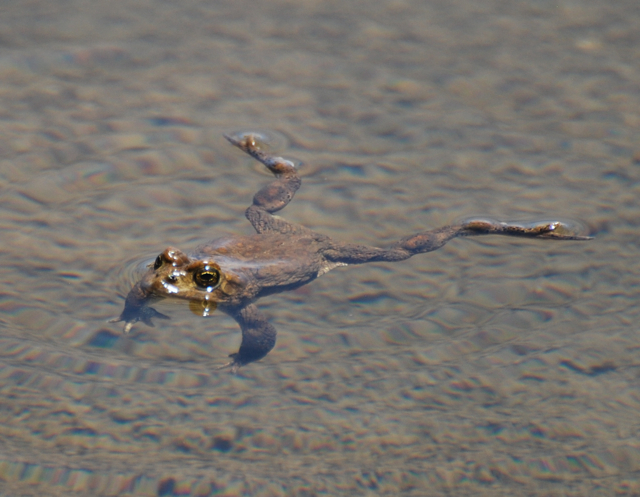 yosemite toad swimming shadow.jpg.jpg