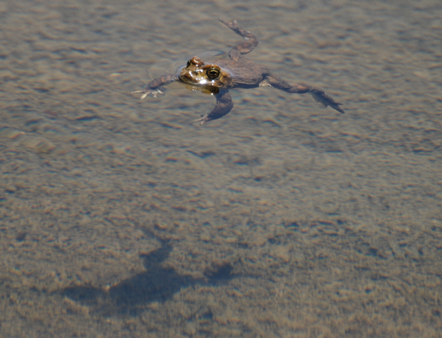 yosemite toad swimming.jpg.jpg
