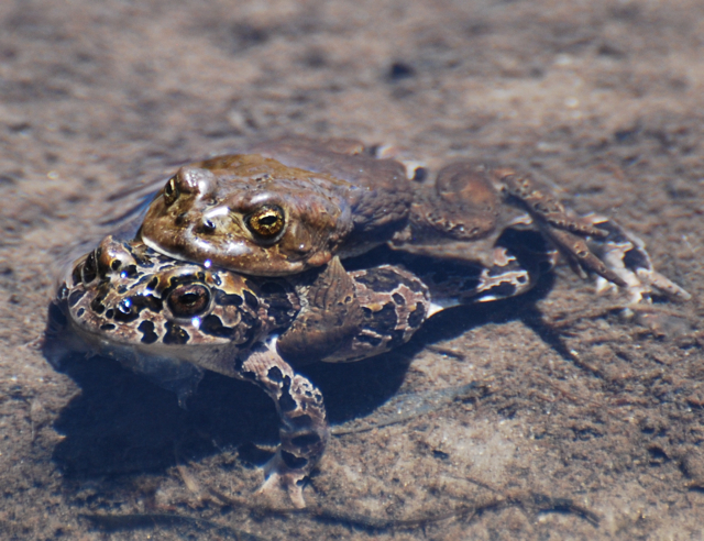 yosemite toads amplexus.jpg.jpg