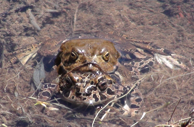yosemite toads close.jpg.jpg