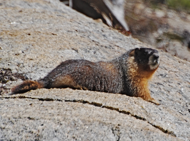 Marmot at Tenaya Lake