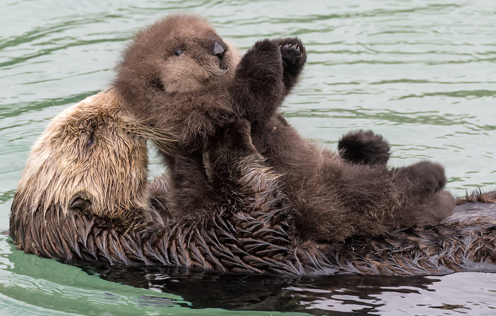 Cute overload: wild sea otter and pup resting in the Great Tide Pool at Monterey Bay Aquarium. Photo by Monterey Bay Aquarium