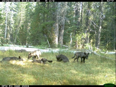 Meet the Shasta Pack–California’s first wolf pack in almost a century. Photo via California Fish & Wildlife