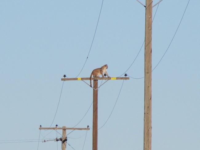 Only in California: a mountain lion climbs a telephone pole to escape screaming children. Photo by Peter Day/Daily News