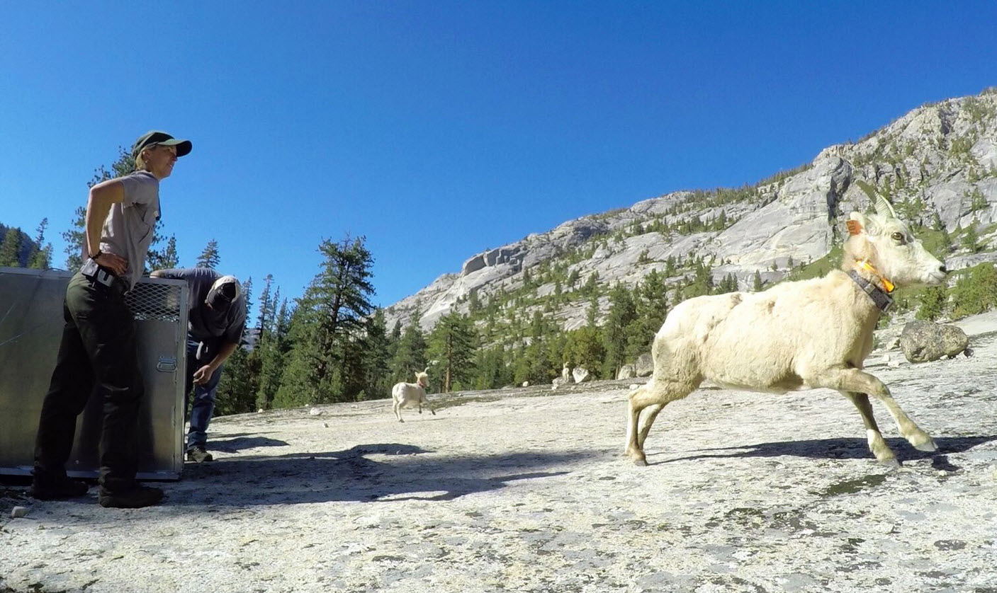 NPS Biologist Sarah Stock watches as bighorn sheep are released into Yosemite's Cathedral Range. Photo via NPS.
