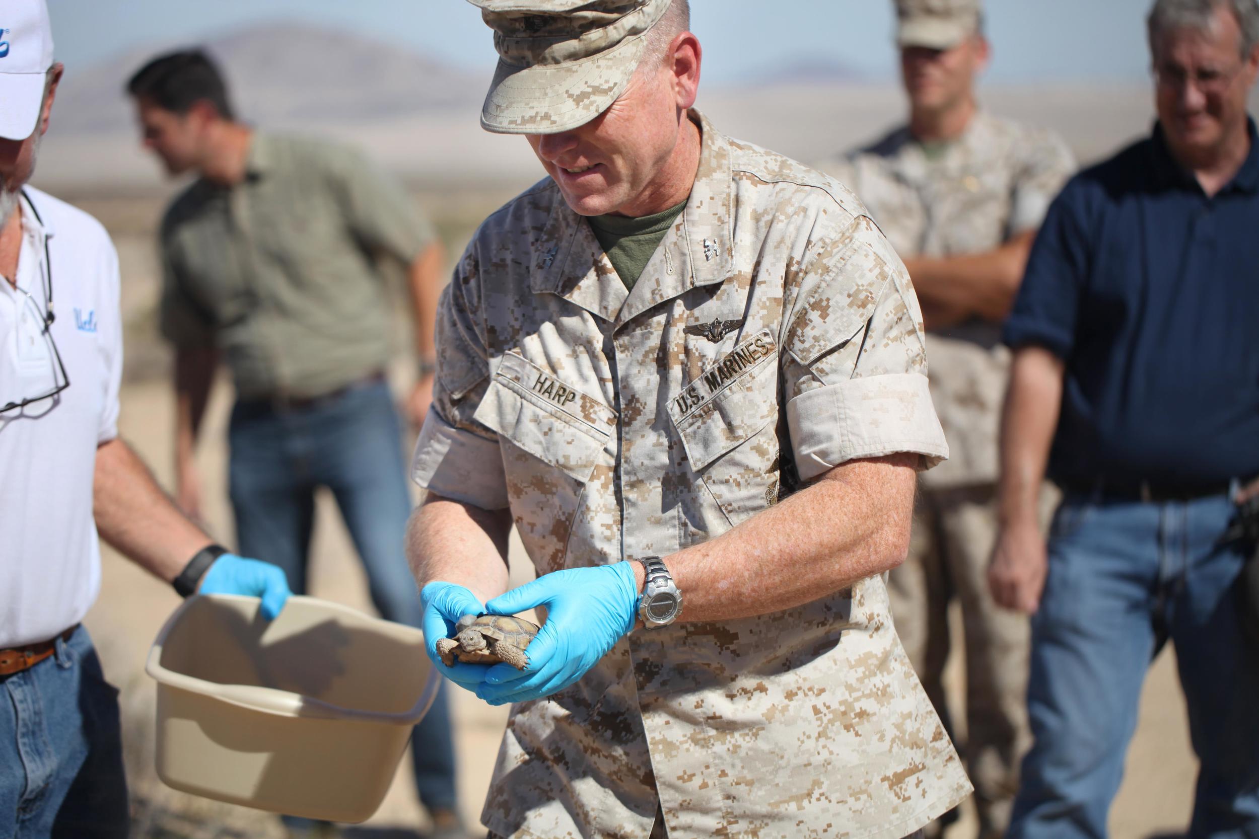 Combat Center Chief of Staff, Col. James F. Harp releases tortoise 2-4 during the Natural Resources and Environmental Affairs-hosted ceremony for the first release of tortoises from the Combat Center’s Desert Tortoise Headstart Program. Official USMC photo by Lauren Kurkimilis/Released