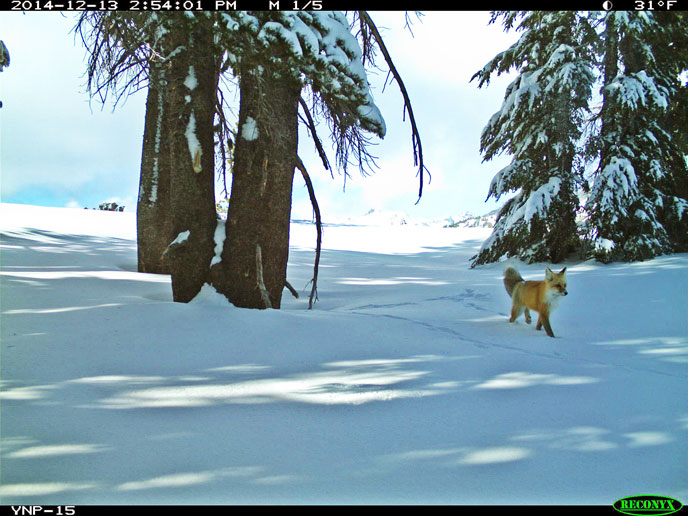 Sierra Nevada Red Fox taken by Yosemite’s motion-sensitive camera. Photo via NPS