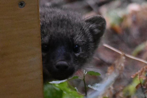 One of the four fisher kits released into Yosemite peeks out at his new home. Photo by Beth Pratt