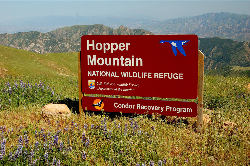 "If you travel much in the wilder sections of our country, sooner or later you are likely to meet the sign of the flying goose — the emblem of the national wildlife refuges... Wherever you meet this sign, respect it. It means that the land behind the sign has been dedicated by the American people to preserving, for themselves and their children as much of our native wildlife as can be retained along with our modern civilization." - Rachel Carson (Photo USFWS)