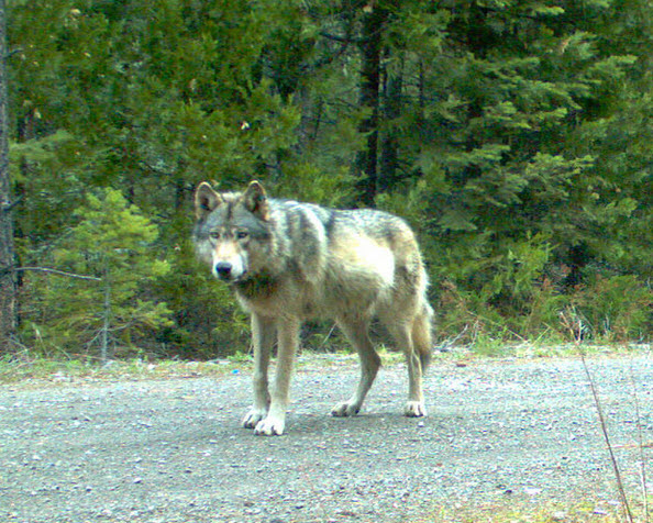 OR7, the first wolf to enter California in 90 years in 2011, crossed the Oregon-California border using the Lower Klamath National Wildlife Refuge (photo USFWS).