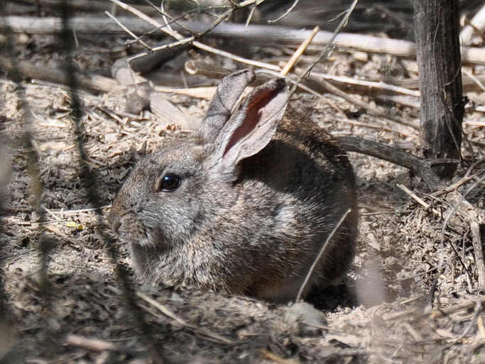The San Joaquin River National Wildlife Refuge houses the largest population in the world of the endangered riparian brush rabbit (Photo USFWS/Brian Hansen).
