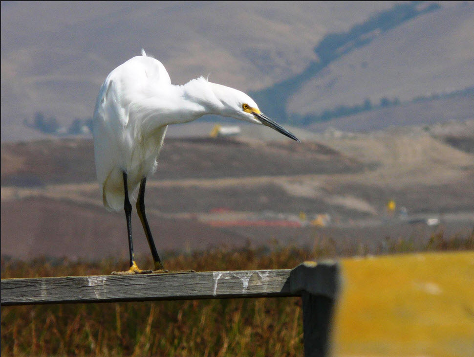 Snowy Egret hunts while perched on a fence at Don Edwards National Wildlife Refuge. ( Photo Gregg Aronson/USFWS)