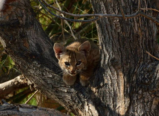 A bobcat kitten peeks out from a tree at the Sonny Bono Salton Sea National Wildlife Refuge Complex (photo Sonny Bono NWR )