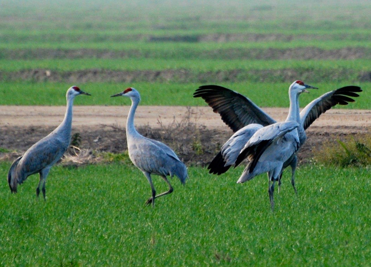 Sandhill cranes at Pixley National Wildlife Refuge (Photo Beth Pratt)